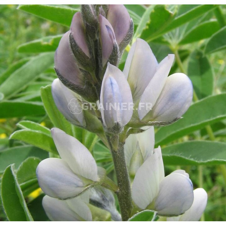 White Lupine, Lupine des Champs, Lupinus Albus image
